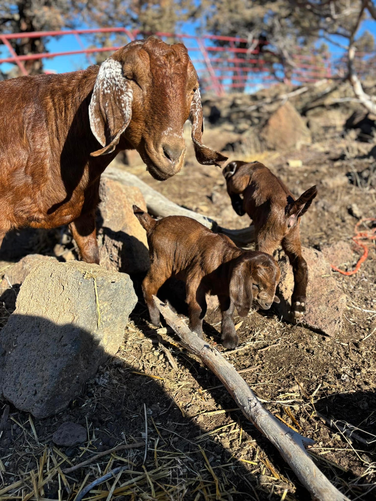 Mountain Fresh Goats' Milk Soap